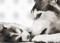 Husky et son chiot, kit point de croix Marie Coeur